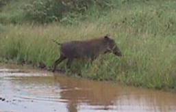 warthog or bushpig